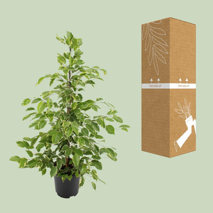 Ficus benjamina Golden King – Ø21cm ↕95cm | Average maintenance