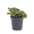 Fittonia ‘Bubble Red’ – Ø8cm ↕10cm | Gemiddeld onderhoud
