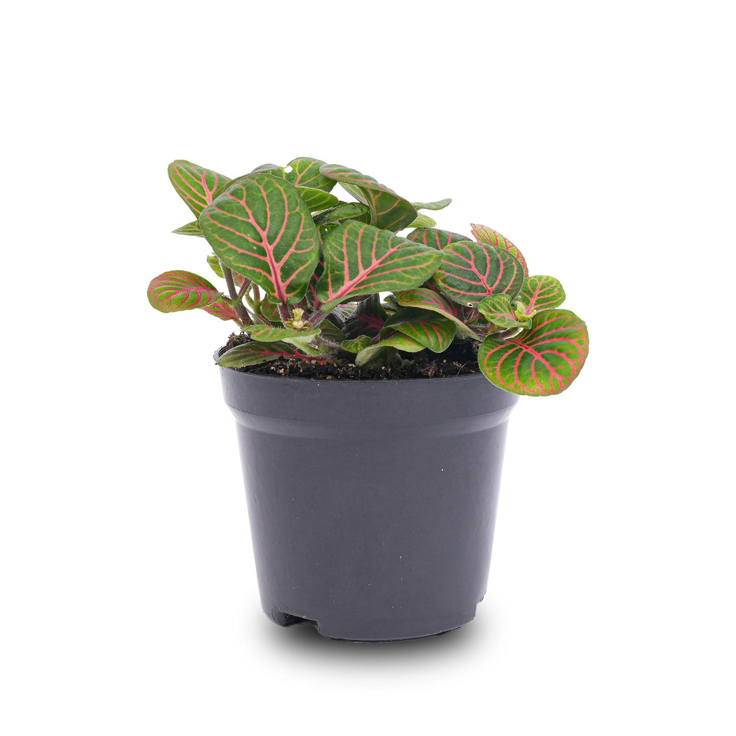 Fittonia 'Bubble Red' – Ø8cm ↕10cm | Average maintenance