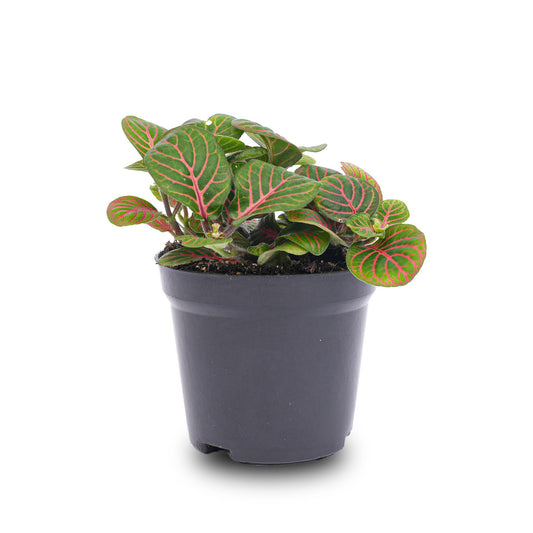 Fittonia 'Bubble Red' – Ø8cm ↕10cm | Average maintenance