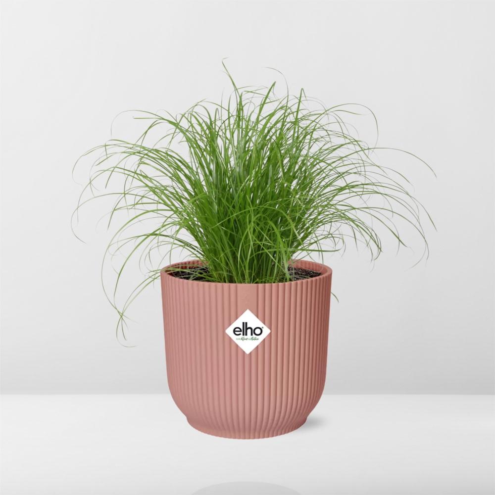 Cyperus Alternifolius Zumula in ELHO Vibes Fold 14 cm pink