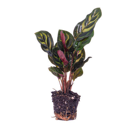 Calathea Makoyana – Peacock Plant – Terrarium Plant | The Peacock Feather Mini – Challenging Maintenance