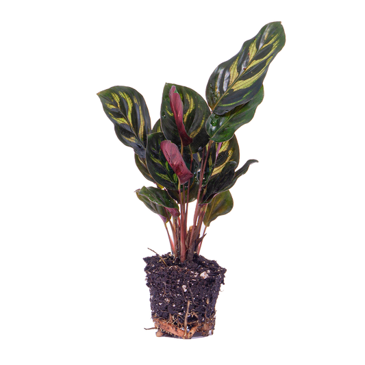 Calathea Makoyana – Peacock Plant – Terrarium Plant | The Peacock Feather Mini – Challenging Maintenance