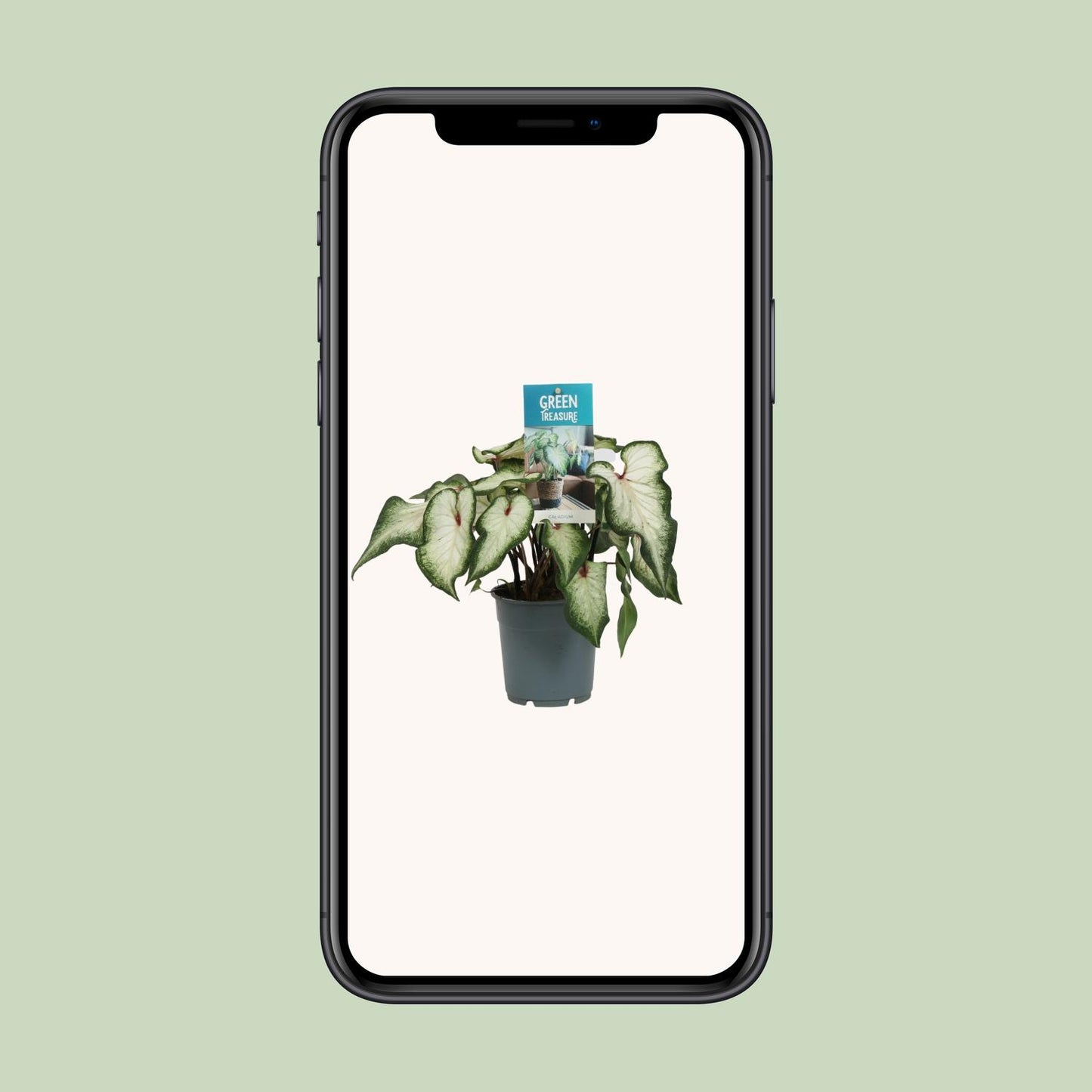 Caladium White - Ø12cm - ↕25cm | The porcelain prince – Challenging maintenance