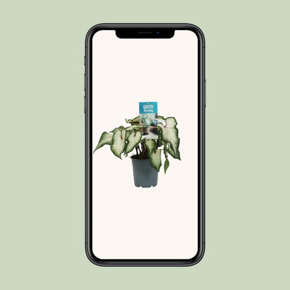 Caladium White - Ø12cm - ↕25cm | The porcelain prince – Challenging maintenance