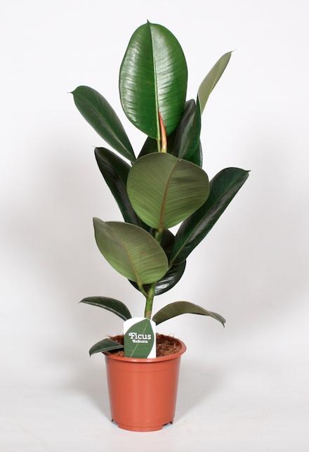 Ficus Elastica Robusta (Rubber Plant) – Ø17cm ↕65cm | Average maintenance