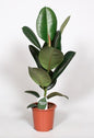Ficus Elastica Robusta (Rubber Plant) – Ø17cm ↕65cm | Average maintenance